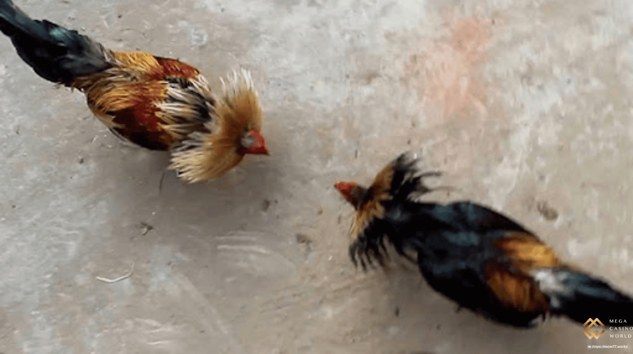 Đá Gà Miền Tây: Từ Truyền Thống Làng Quê Đến Cá Cược Hiện Đại 2 Phân Biệt Các Hình Thức Đá Gà Tại Miền Tây