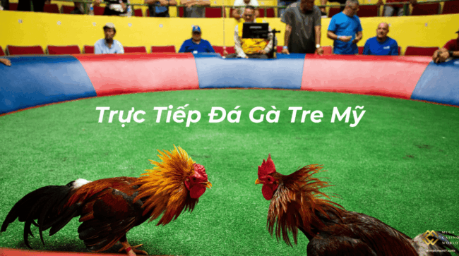 Trực Tiếp Đá Gà Tre Mỹ – Giải Trí Hấp Dẫn Không Thể Bỏ Lỡ